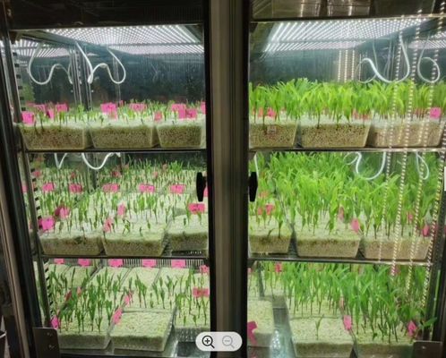 غرفة نمو النبات LIYI آلة إنبات بذور المناخ الاصطناعي حاضنة صندوق نمو النبات